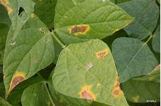 Bactericides