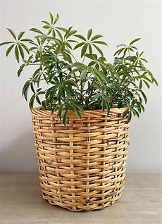 Bamboo Beds