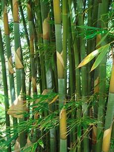Bamboo Fabric Beddings