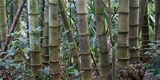 Bamboo Fiber Yarn