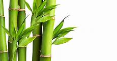 Bamboo Fiber