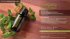 Basil Essential Oil