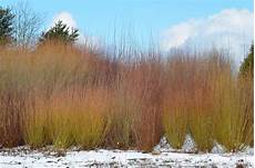 Basketry Willow