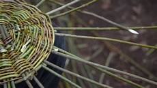 Basketry Willow