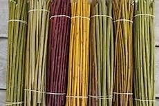 Basketry Willow