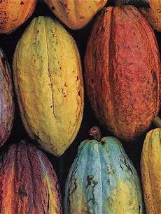 Bean Products