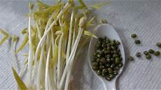 Bean Sprouts