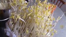 Bean Sprouts