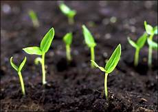 Bean Sprouts