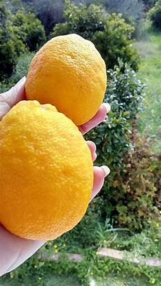 Bergamot Marmalade