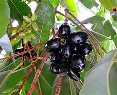 Berries