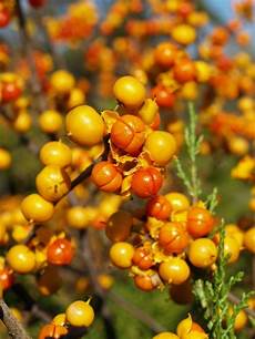 Berries
