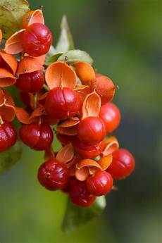 Berries