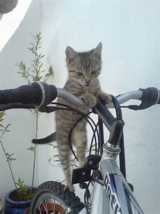 Bicycle Basket