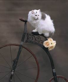 Bicycle Basket