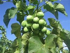 Biodiesel