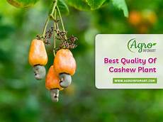 Biopesticides