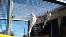 Birds Cages