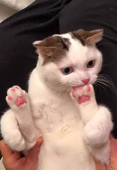 Black Beans