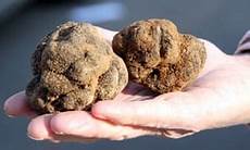 Black Truffles Price