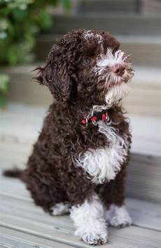 Black Truffles