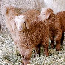 Blended Yarn