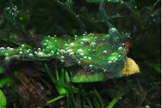Blue Green Algae