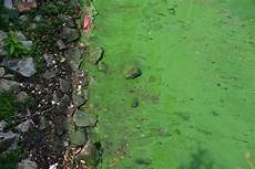 Blue Green Algae