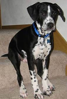Boxer