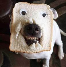 Bread