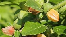 Breast Enlargement Herbs