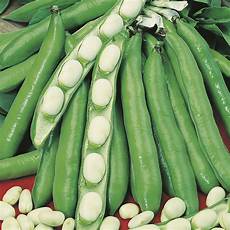 Broad Beans