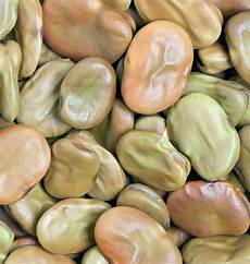 Broad Beans