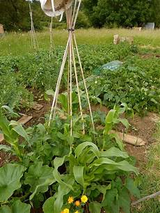 Broad Beans