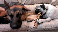 Bully Stick