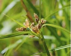 Bulrush Art Picture