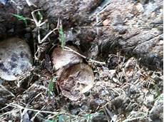 Buy Black Truffles