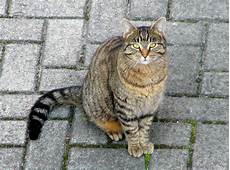 Buyoffer_Cat
