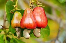 Cashew Nuts