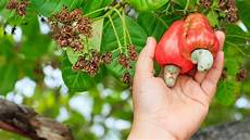 Cashew Nuts