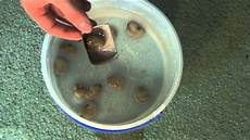 Cashew Nuts
