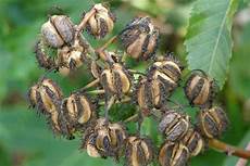 Castor Seeds