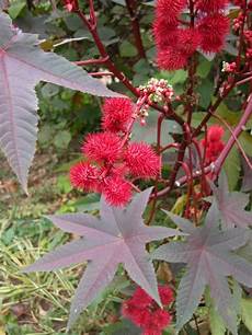 Castor Seeds