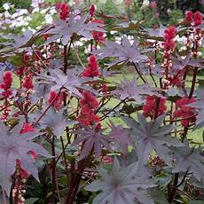 Castor Seeds