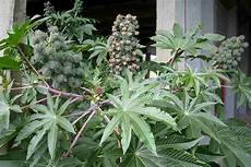 Castor Seeds