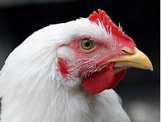 Chicken Meat