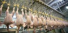 Chicken Meat