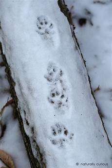 Chicken Paw