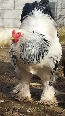Chicken Paws