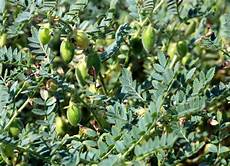 Chickpeas